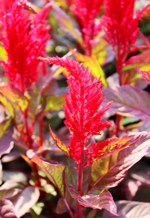 50 Red Seeds Celosia Cristata Ornamental Garden